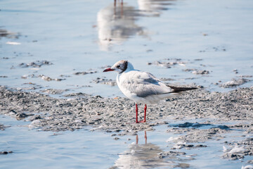 One Seagull, The European herring gull, swims on the calm lake shore in sunset
