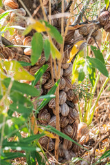 Many snails are sitting on a branch.