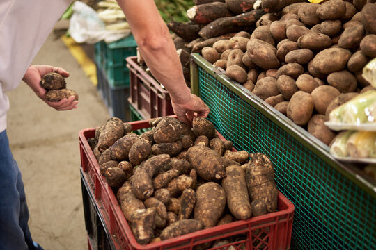 unrecognized man's hand selecting arracacha from arracacha basket next to potato basket in marketplace