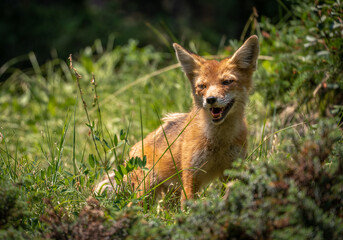 Naklejka na ściany i meble Canadian red fox in Banff Alberta forest.