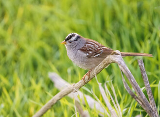 White Crowned Sparrow perched on reeds in the Bay area