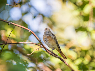 Obraz premium The common redstart, Phoenicurus phoenicurus, young bird, is photographed in close-up sitting on a branch against a blurred background.