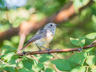 The common redstart, Phoenicurus phoenicurus, young bird, is photographed in close-up sitting on a branch against a blurred background.