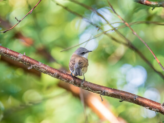 Common chiffchaff, lat. phylloscopus collybita, sitting on branch of bush in spring and looking for food