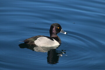 duck on the water