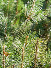 Green small pine trees with fresh shoots in spring or summer