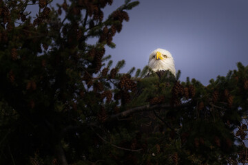  2023-02-01 A BALD EAGLE IN A PERCH PEAKING OVER THE TREE TOPS ON CAMANO ISLAND WASHINGTON