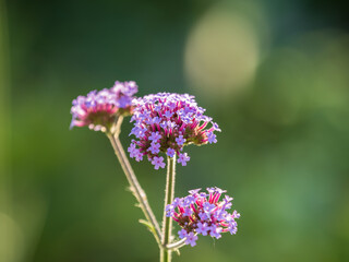 Verbena bonariensis flowers, Argentinian Vervain or Purpletop Vervain, Clustertop Vervain, Tall Verbena, Pretty Verbena, in garden