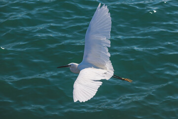 White little egret in flight, beautiful portrait of egretta garzetta small heron bird fishing, Greece, Corfu island in a summer sunny day