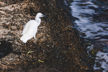 White little egret in flight, beautiful portrait of egretta garzetta small heron bird fishing, Greece, Corfu island in a summer sunny day