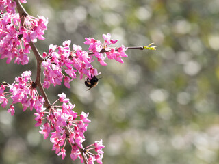Bumble Bee Latched onto a Dark Pink Eastern Redbud Blossom