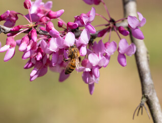 Close Up of a Honey Bee Gathering Pollen from an Eastern Redbud Flower
