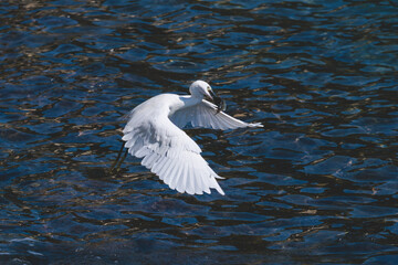 White little egret in flight, beautiful portrait of egretta garzetta small heron bird fishing, Greece, Corfu island in a summer sunny day