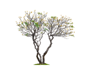 Big Frangipani tree shedding leaves but still blooming beautifully in winter season on transparent background, png file	