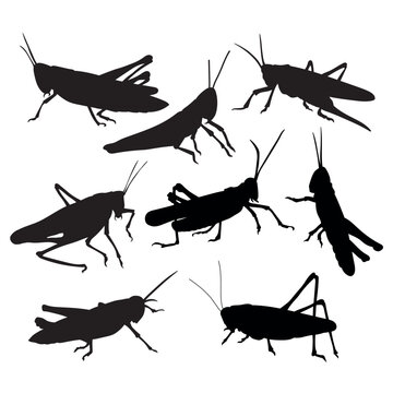 Grasshopper locust bundle for cutting, stencil templates and decals