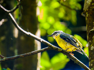 Golden Whistler Crouched