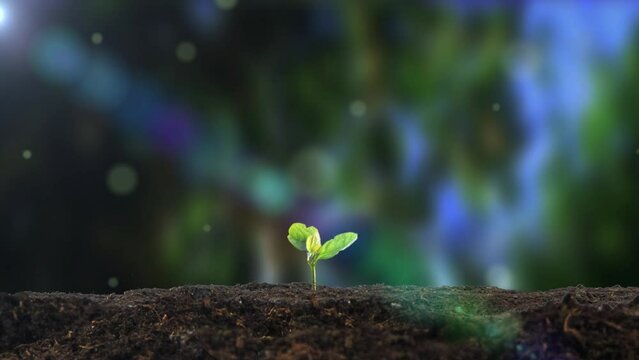 Spring is here, everything recovers, seeds sprout and grow.