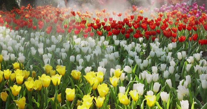 Colorful tulips spring flowers in the beautiful landscape garden in fog. 4K