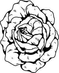 Burgundy iceberg rose png.Beautiful flower on transparent background.