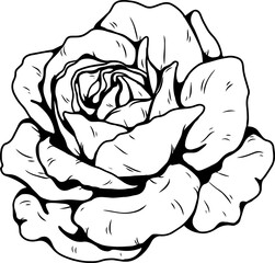 Burgundy iceberg rose png.Beautiful flower on transparent background.