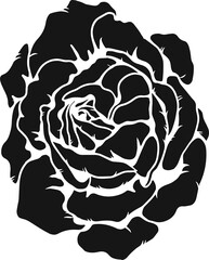 Burgundy iceberg rose png.Beautiful flower on transparent background.