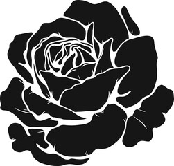 Burgundy iceberg rose png.Beautiful flower on transparent background.