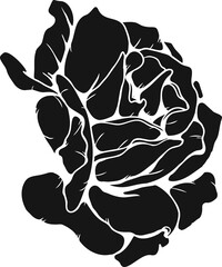 Burgundy iceberg rose png.Beautiful flower on transparent background.