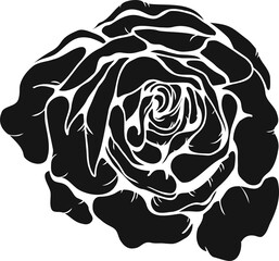 Burgundy iceberg rose png.Beautiful flower on transparent background.