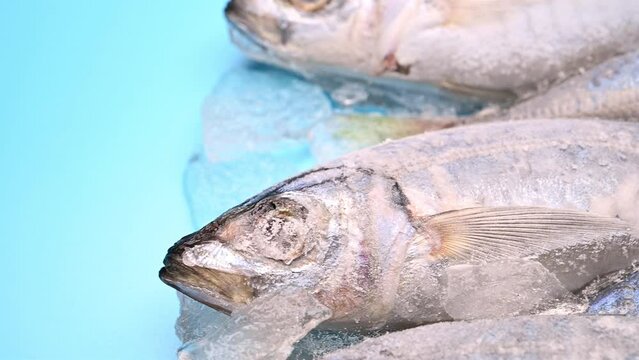 angle pan frozen brown-striped mackerel scads on blue horizontal composition