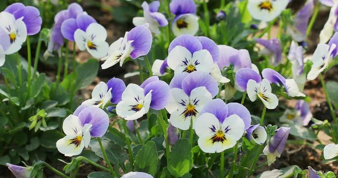 Close up of horn violet pansy flower in nature at springtime. 4K