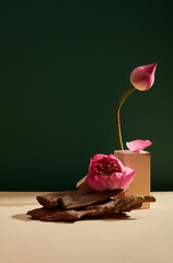 A lotus flower (Nelumbo nucifera) and a lotus bub embellished with wooden podium and tree branches...