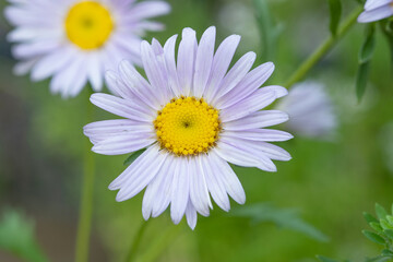 Fototapeta premium Purple daisy in the garden and Sunlight in the morning.