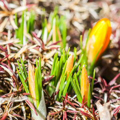 Spring is coming. First yellow crocuses in my garden