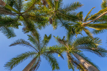 Obraz na płótnie Canvas Palm Tree Canopy Overhead Urban Tree Canopy
