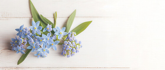 Top view blue Scilla flowers on white wooden background with space for text. First spring flowers. Greeting card for Valentine's Day, Woman's Day and Mother's Day