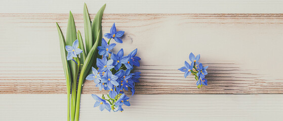 Top view blue Scilla flowers on white wooden background with space for text. First spring flowers. Greeting card for Valentine's Day, Woman's Day and Mother's Day - obrazy, fototapety, plakaty