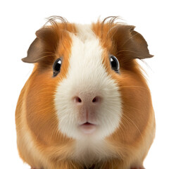 guinea pig  face shot , isolated on transparent background cutout , generative ai