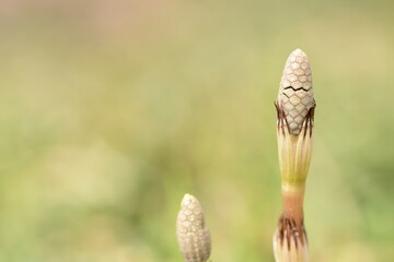 Field horsetail plant in field of spring.