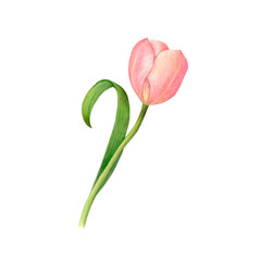 Watercolor drawing of pink tulip flower with curved leaf isolated on a white background