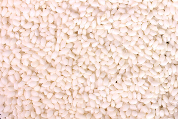 一面の餅米　クローズアップ