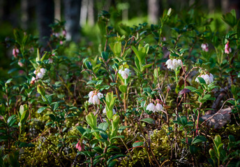 delicate white flowers of lingonberry (mountain cranberry). Beautiful forest floral background