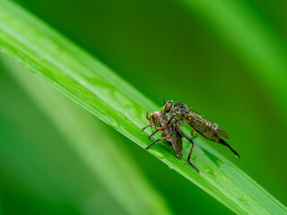 獲物を捕らえたシオヤアブ