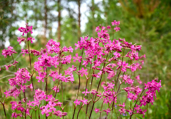 Wild pink flowers of red campion (Silene dioica) on a blooming meadow. Beautiful spring floral background.
