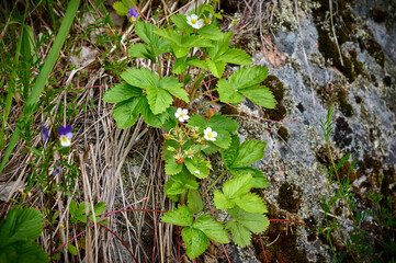 Blooming forest strawberries with berries on the rocks. Beautiful spring floral background.