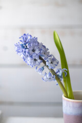 Hyacinth flower in a vase on the table