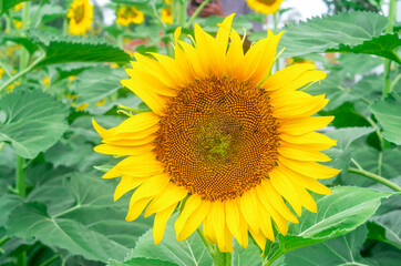 Close up photo of single beautiful fresh yellow sunflower was taken at sunflower plantation or field with selective focus.