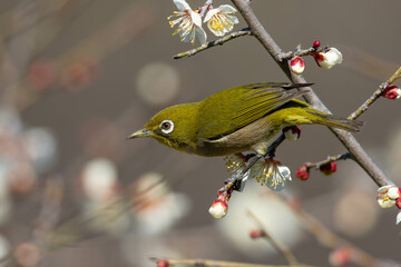 メジロと咲き始めた梅の花