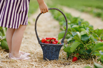 Closeup of little toddler girl picking and eating healthy strawberries on organic berry farm in summer, on sunny day. Child helps. Kid on strawberry plantation field, ripe red berries.