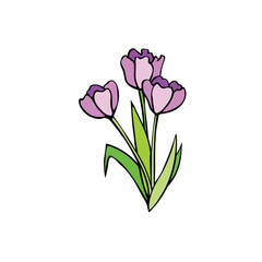 Bouquet of three pink flowers of tulips. Vector hand drawn color design element, clip art. Simple black outline doodle. Symbol of spring, love, flowering. For greeting card, holidays