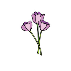 Bouquet of three pink flowers of tulips. Vector hand drawn color design element, clip art. Symbol of spring, love, flowering. For greeting card, holidays